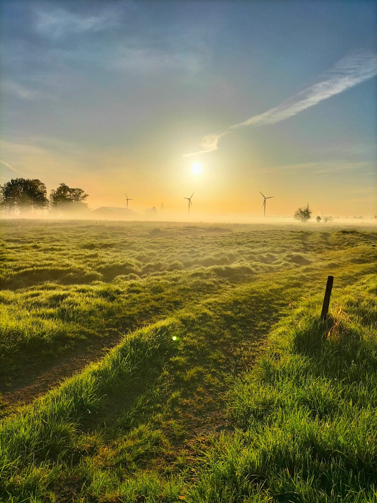 Wiese untergehende Sonne mit Nebel