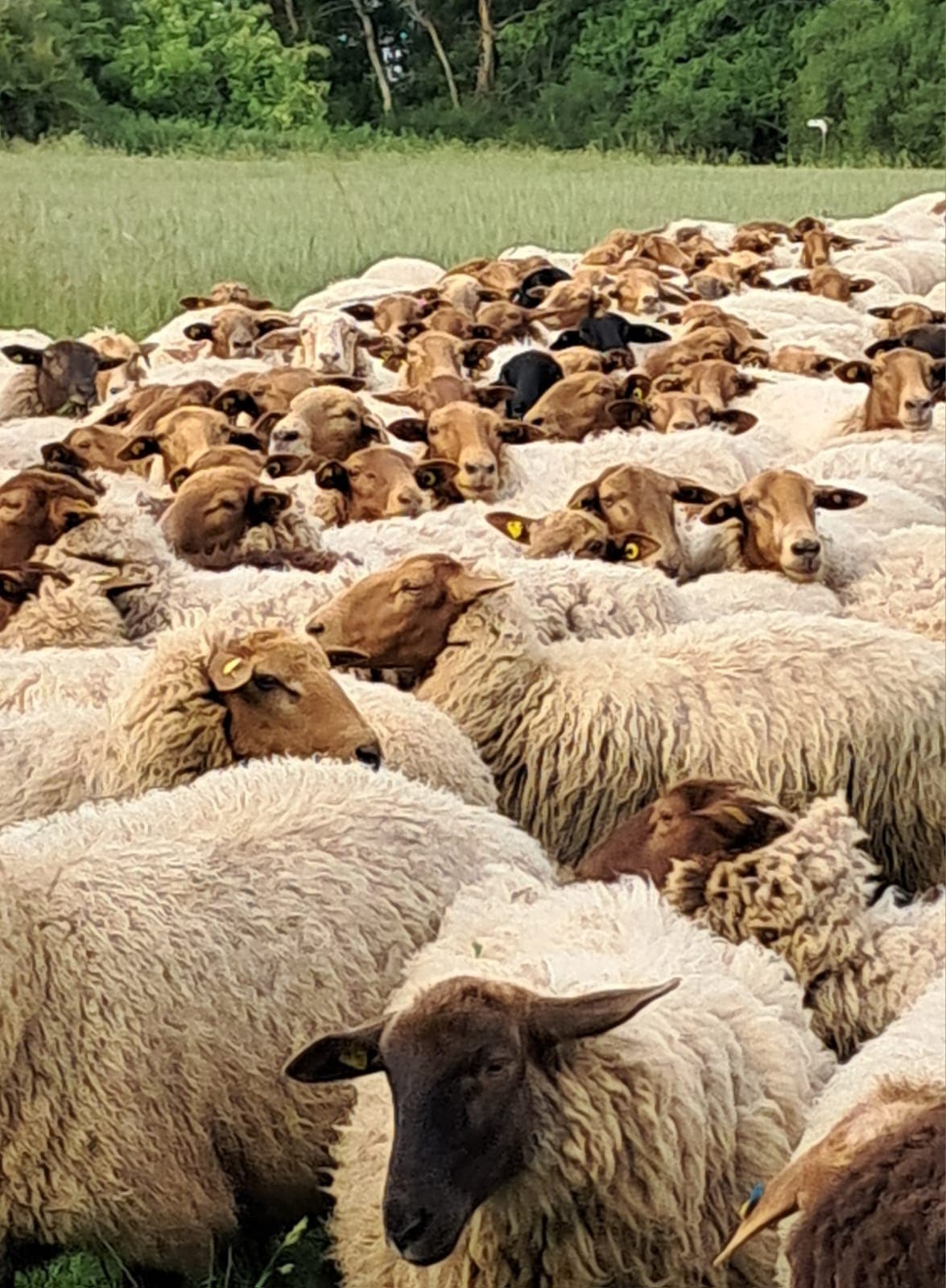 Schafe auf der Weide